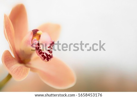 Beautiful sweet salmon color Phalaenopsis orchid flower in soft color and blur. Orchids flower, orchids closed up. Copy Space.
