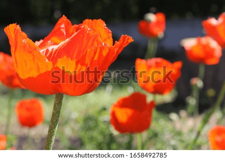 bright red poppies in the daylight