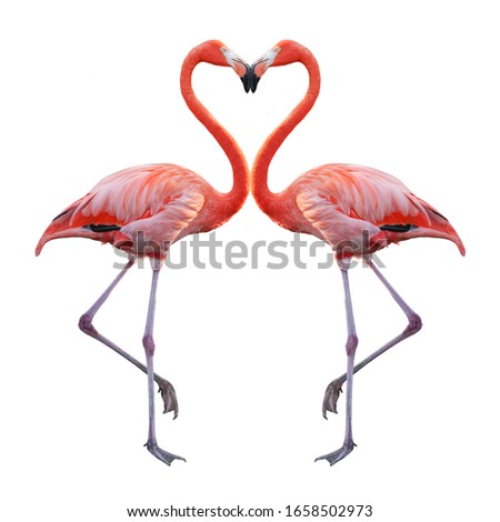 White Pink Flamingo curled heart shaped neck and standing posture, legs close, raise one leg, Isolated on white background. This has clipping path. Royalty-Free Stock Photo #1658502973