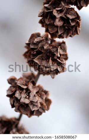 Macro photo of a beautiful dry plant in winter on the white snow background