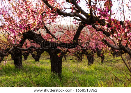 Blooming peach trees in the garden