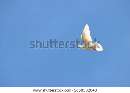 A Racing breed of White Color High Flier domestic pigeon Trained for the sport of pigeon racing