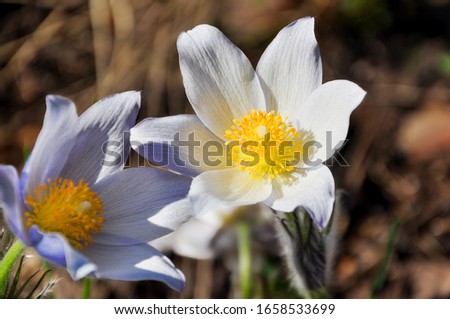 Close-up of the first spring flowers purple and white Crocus. Snowdrops on a forest background in the sun at sunset or dawn
