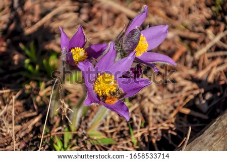 Close-up of the first spring flowers-purple Crocuses snowdrops and a bee on a forest background in the sunlight at sunset or dawn