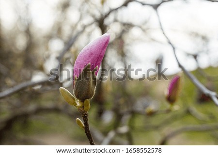 spring blooming magnolia tree flowers