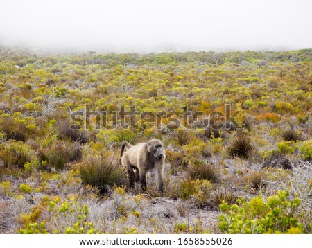 A lone male Chacma baboons forages for food amongst the fynbos vegetation in the Western Cape of South Africa