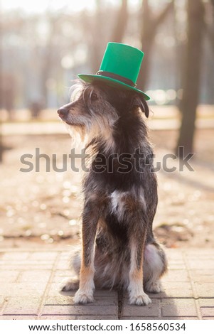 St. Patrick day dog fun with hat