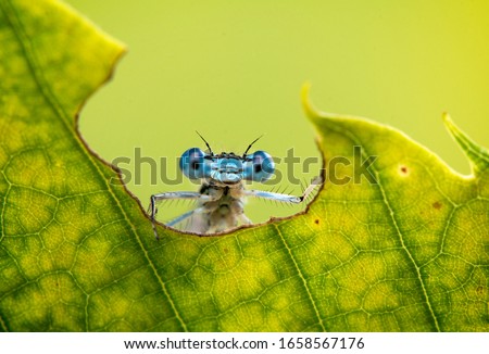 Cool funny macro image of a dragonfly on a leaf. Natural background and close up portrait of dragonfly with big eyes. Royalty-Free Stock Photo #1658567176