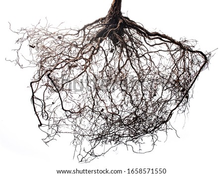 tree roots isolated on white background Royalty-Free Stock Photo #1658571550