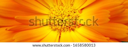 Yellow calendula flower, closeup macro banner. Calendula orange Flower, closeup macro. Blooming marigold flowering plant. Medicinal Calendula herb