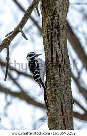 This pretty downy woodpecker was just waiting for its picture to be taken