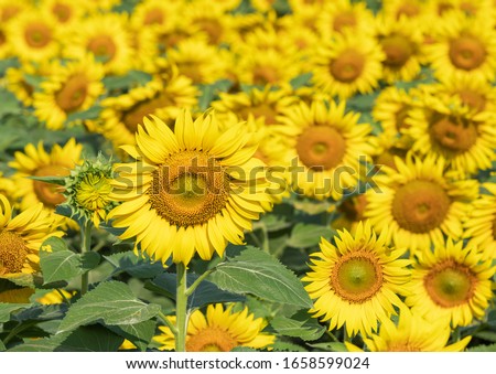 Many bright yellow big sunflowers in  plantation fields 