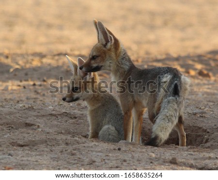 Cute Picture of Cape fox Mother and baby. Kgalagadi  Transfrontier  park  South Africa 