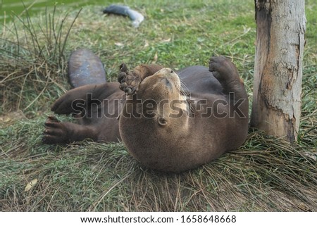 An otter resting on the grass