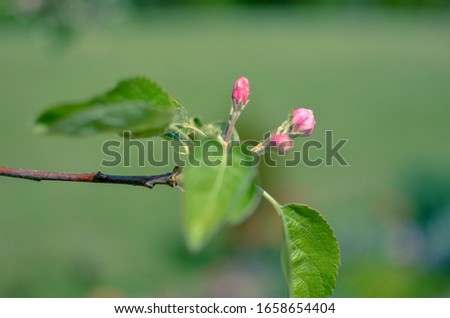 Picture of apple flower close-up on a light green background
