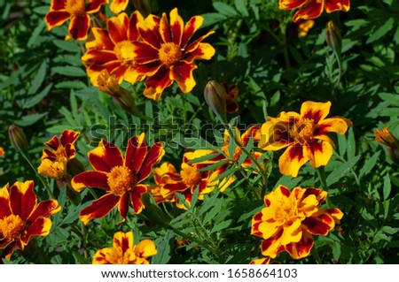calendula This old-fashioned flower has a long history as both an ornamental garden plant and as an herb. When dried, the petals of Calendula flowers provide a culinary substitute for saffron