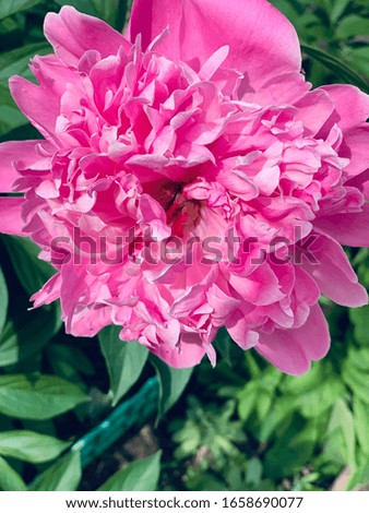 large pink peony photographed at close range on a bright sunny day