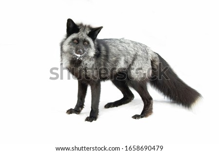 Silver fox (Vulpes vulpes) a melanistic form of the red fox isolated on white background standing in the snow looking directly at the camera