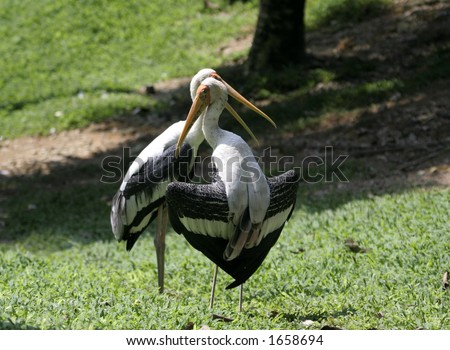storks drying feathers
