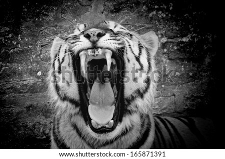 The face of a tiger on a grunge brick wall background, black&white, with vignette