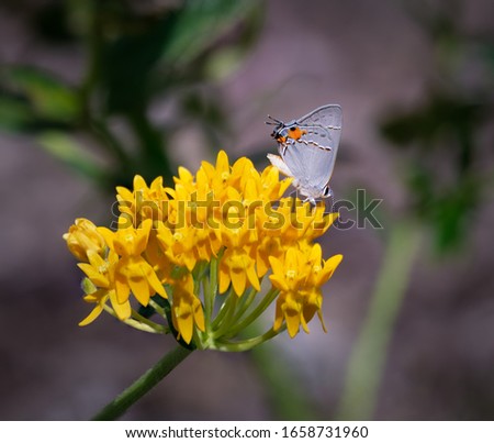 Gray Hairstreak (Strymon melinus) feeding on milkweed.  this species of butterfly engages in deception by coloration and structures on its wings to pretend its head is at the end of its wings