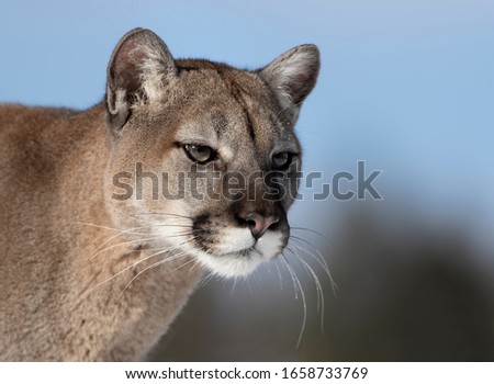 Cougar or Mountain lion (Puma concolor) closeup in the winter snow 