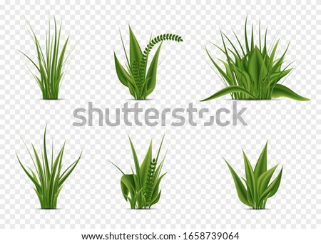 Realistic green fresh grass on white background. 3D fresh spring plants, different herbs and bushes for posters and advertisement. Vector set isolated objects on white