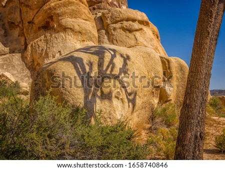 A shadow of a Joshua Tree (Yucca brevifolia) falls on a granite boulder in Joshua Tree National Park in CA.