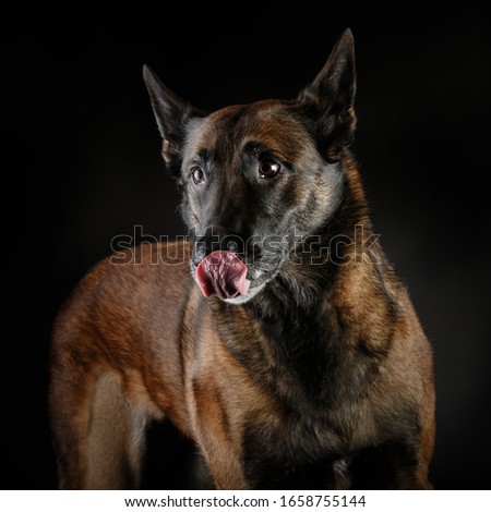 Funny picture of a malinois shepherd with tongue out shot in studio on a dark background  