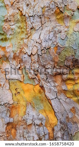 Close up view on colourful tree bark