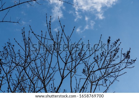 pictures of a tree with blue sky and clouds