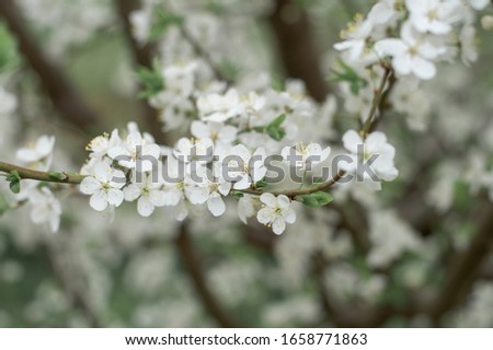 Spring flowering of fruit trees with white fragrant flowers