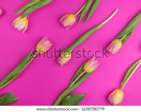 Beautiful floral pattern with yellow tulips, green leaves, on pink background. Flat lay, top view. Spring holiday concept