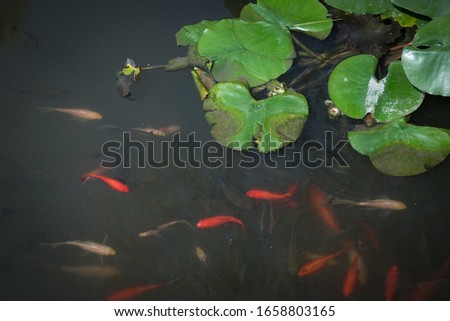Koi fishes with frog in a small lake