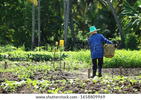 Behind farmer hold.on.basket  in organic.farm Thailand .