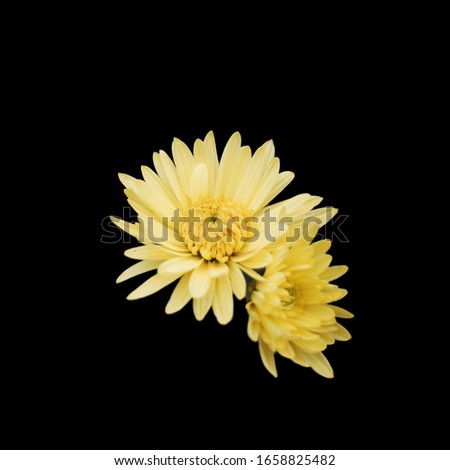Yellow Aster Flower with Solid Black Background for editing