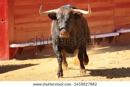 spanish bull in the bullring Royalty-Free Stock Photo #1658827882