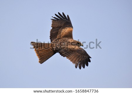 The golden eagle (Aquila chrysaetos) is one of the best-known birds of prey in the Northern Hemisphere.