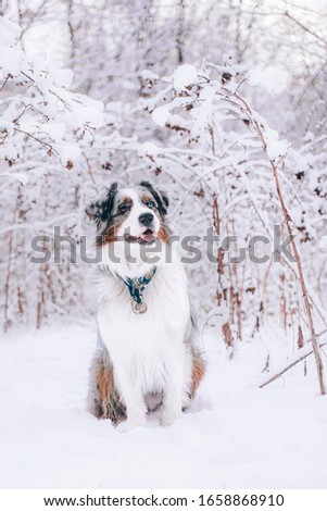  portrait of Australian Shepherd dog with open mouth in winter forest