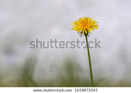 Dandelion on blur white background