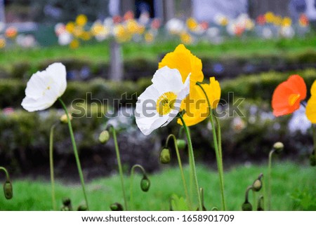 Poppy flowers isolated, in flower bed in garden