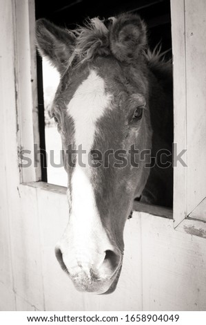 Brown horse in barn window in black and white