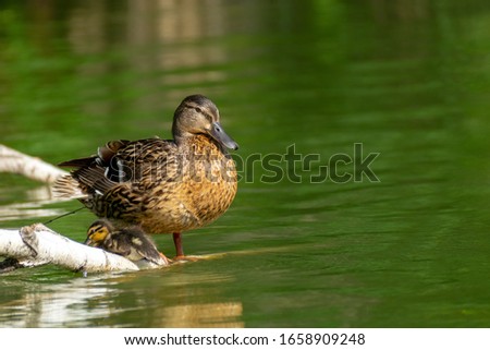 wild duck and duckling sit on a flooded branch in a pond
