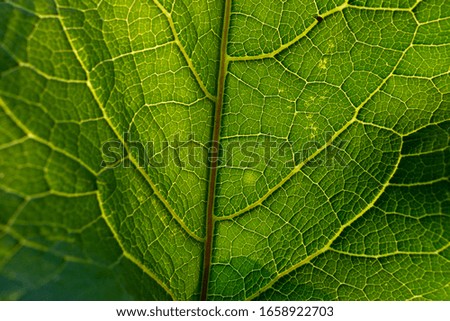 Macro view of a green leaf