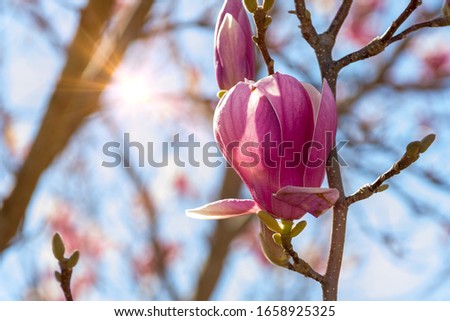 Close Up of Magnolia Flower with Orange Flare on Blurred Background. Perfect Spring Concept Background