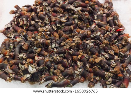 Stock photo of a close-up of a pile of barnacles on an ice base at a Spanish market stall