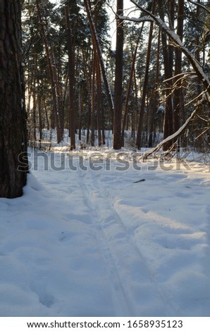 Winter forest in the sunset
