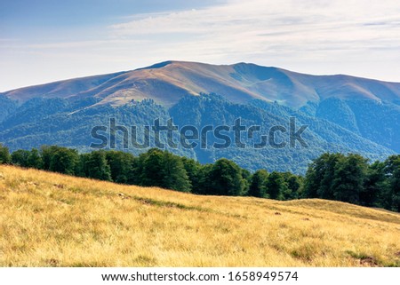 carpathian mountain landscape in summer. weathered grass on the meadow. beech forest on the edge of a hill. mount apetska in the distance. sunny august afternoon with clouds on the sky