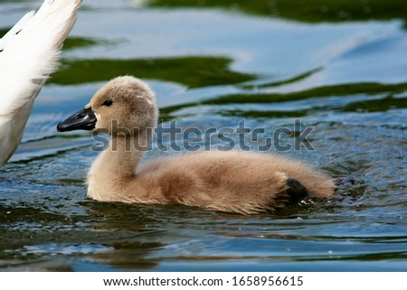 a small swan swims on the lake