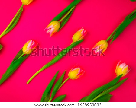 Spring floral pattern made of yellow flowers tulips. Flat lay, top view. Weeding, 8 march, Easter, Valentine's pink background.